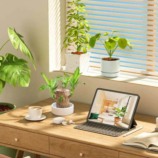 Original Brazil Wood Potted Plant for Home Decor 3038-brazil-wood-potted-plant-indoor-decor-nature Fruit & Fruit Trees