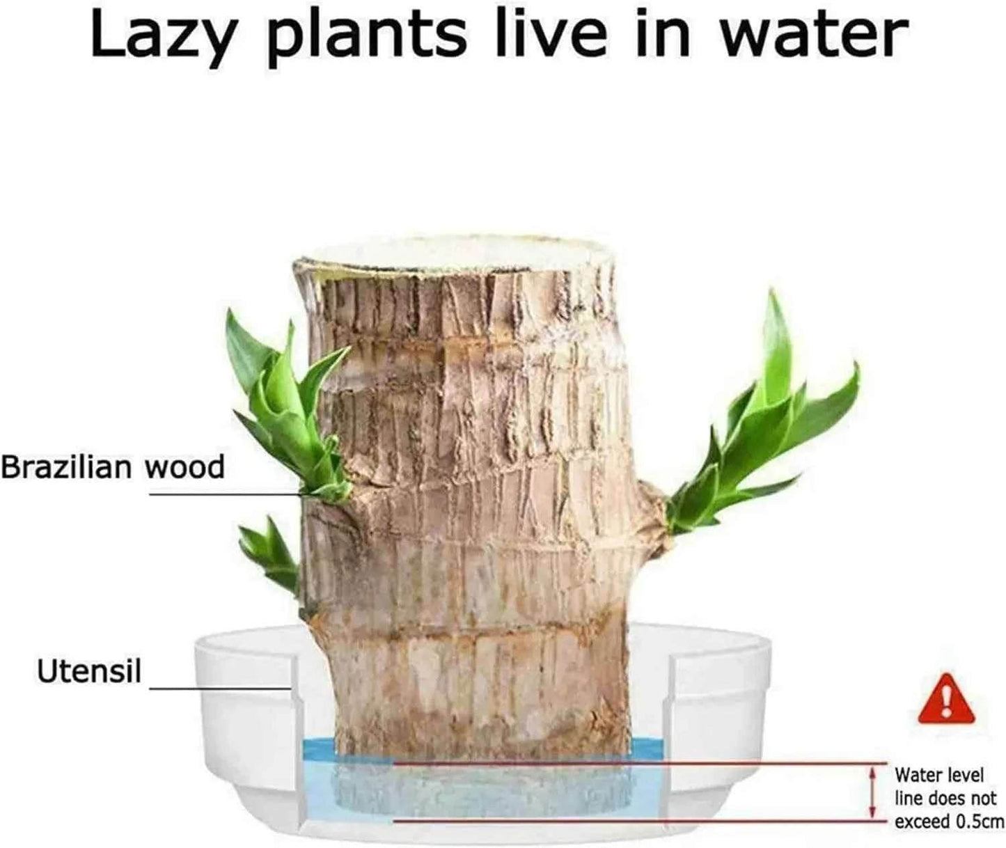 Original Brazil Wood Potted Plant for Home Decor 3038-brazil-wood-potted-plant-nature-prosperity Fruit & Fruit Trees