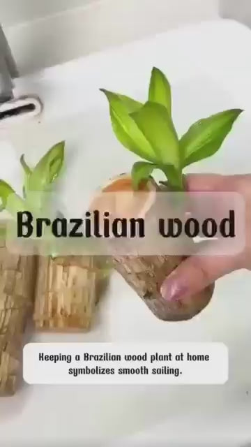 Original Brazil Wood Potted Plant for Home Decor